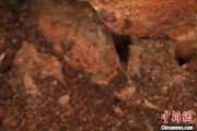 合财八字江西发现蜘蛛新物种 为研究呵叻蛛属适应区域提供依据